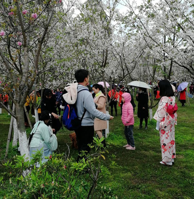 香港SHERYN 一行6人浪漫3月桂林阳朔梯田游，客人100分好评